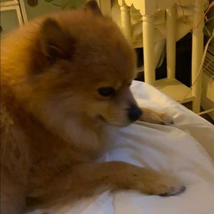 Meet your Posher, Nancy